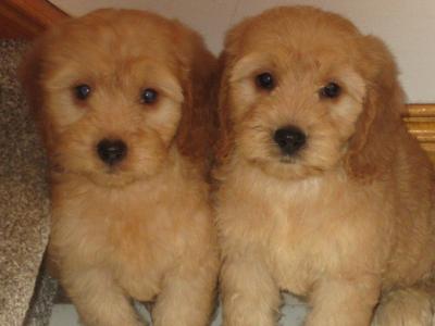Cockapoo pups in Carlow